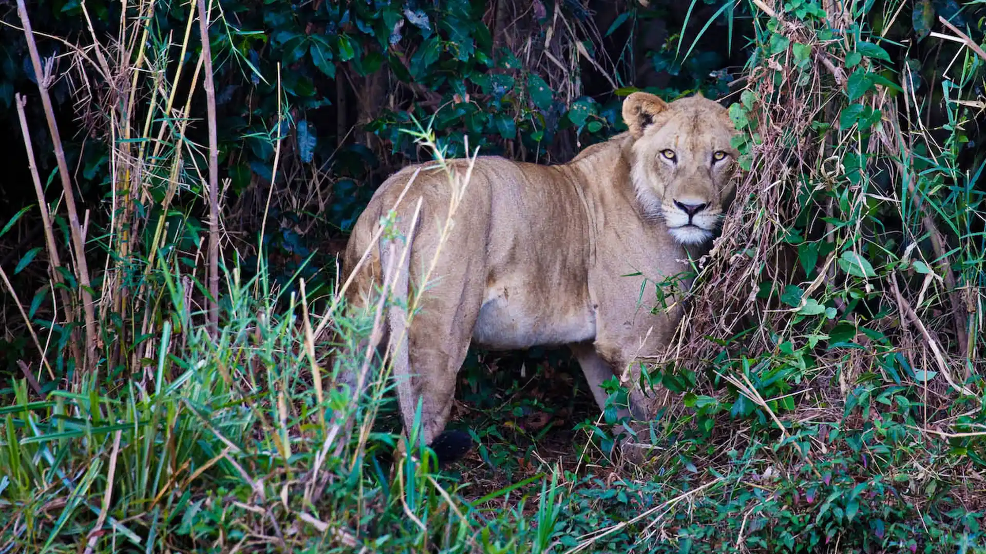 Take in a 4-hour gameviewing session with your guide for $200 per person.