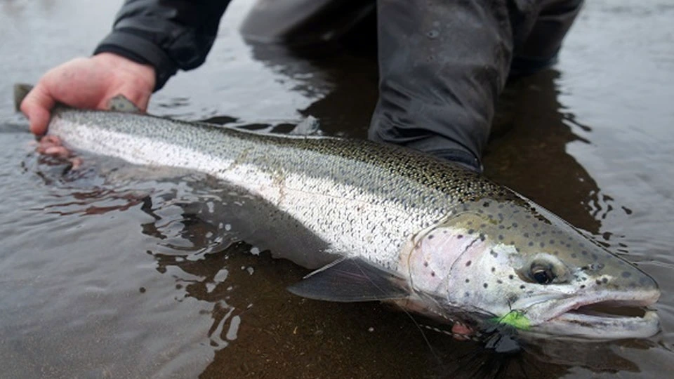 Sapsuk River Camp offers an intimate steelhead fishing package for two anglers.