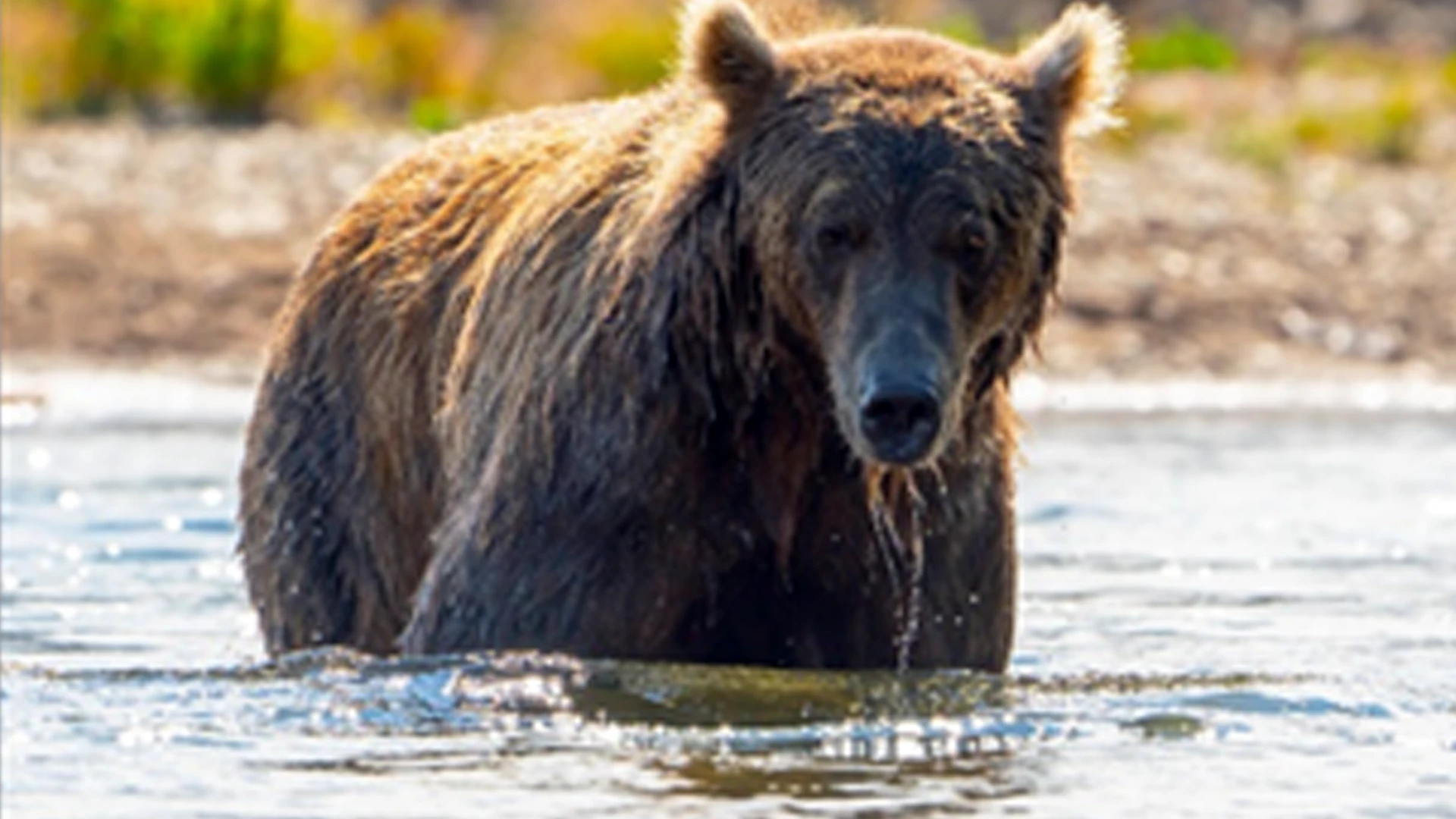 Enjoy a four-day, 40-mile raft float in 14-foot NRS rafts with riverside camping before reaching Chatna Lodge.