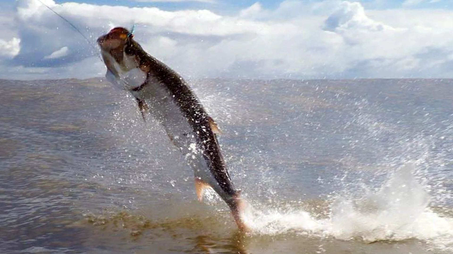 Silver King Lodge in Costa Rica offers great tarpon fishing.