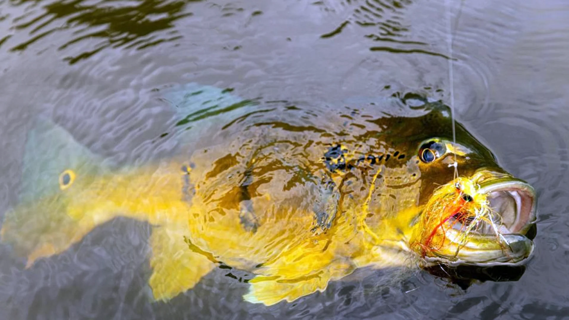Jatapu River trophy peacock bass fishing in northern Brazil.