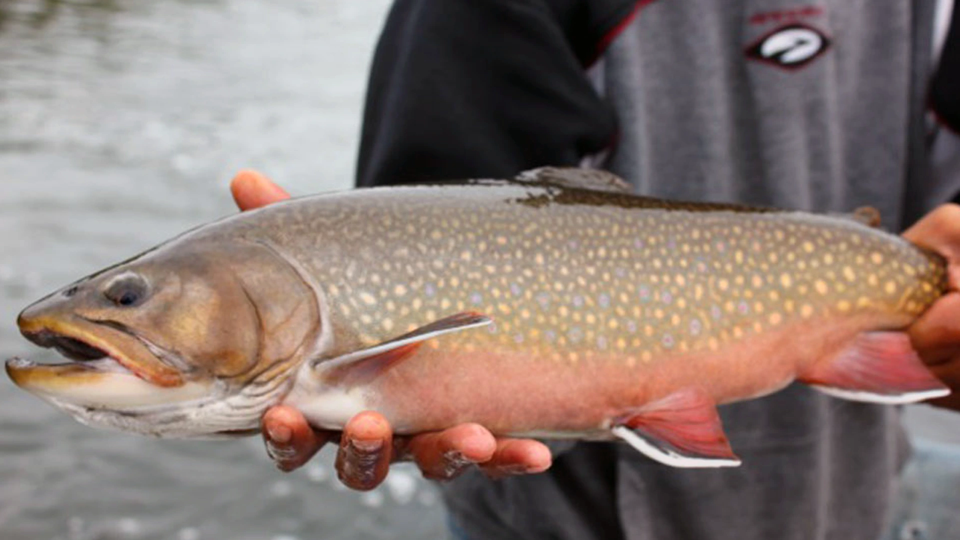 Angler with Elk Island Brook Trout