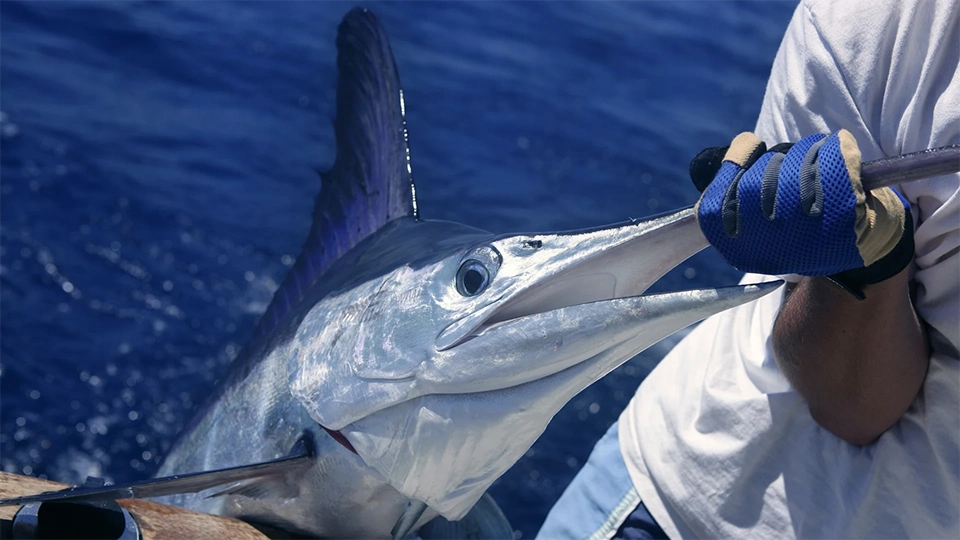 Bahia Golfito Marina in Costa Rica offers great offshore and inshore fishing.