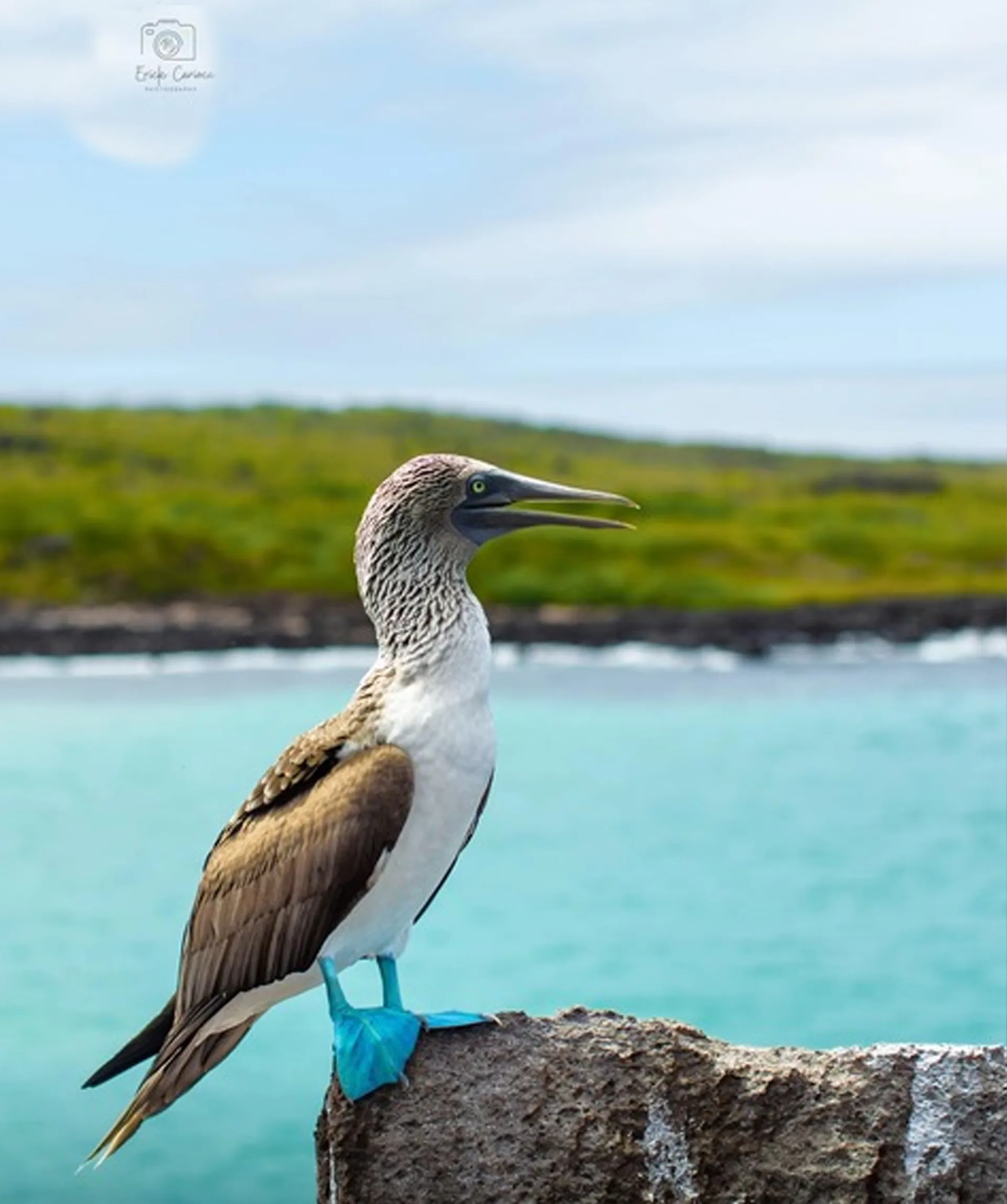 Beautiful Isabela Island in the Galapagos is a haven for big game anglers, photographers of the Blue-Footed Booby, nature lovers, and adventurers.
