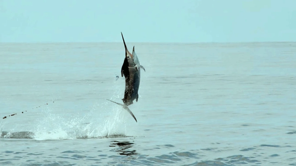 Fish the Galapagos Islands for blue, black, and striped marlin.
