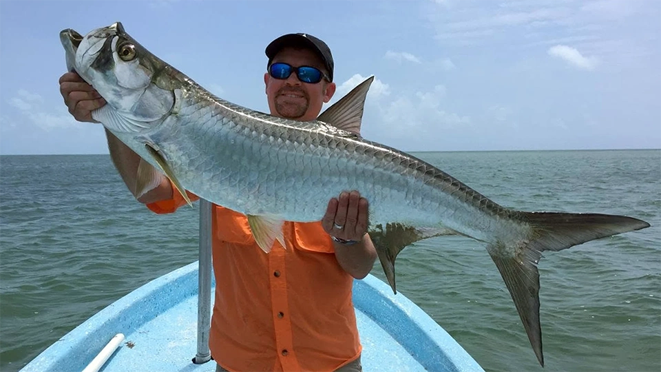 Fly or light tackle fishing for baby and large tarpon with Pesca Maya Lodge in Ascension Bay, Mexico.