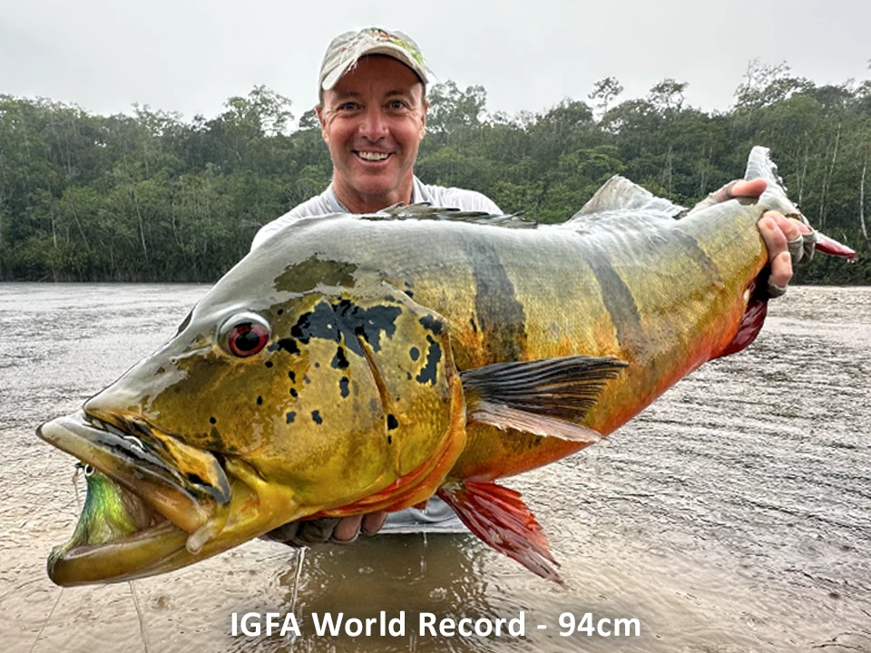 Fly fish for trophy Amazon peacock bass and stay on a deluxe liveaboard.
