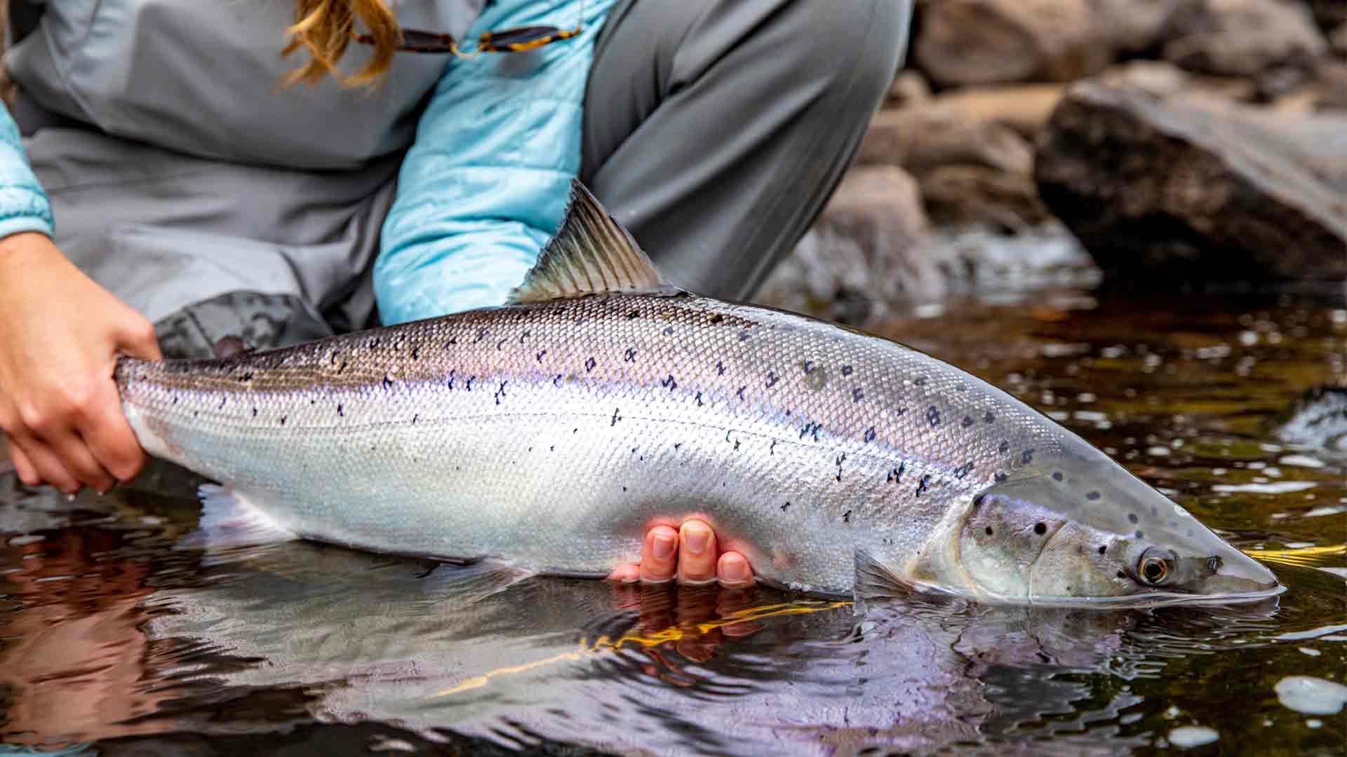 Ponoi Salmon Fishing